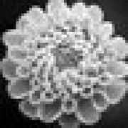 Floral Geometri Teması